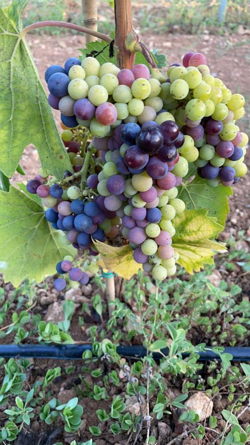 Agriturismo Terra Rossa Otranto Eksteriør billede