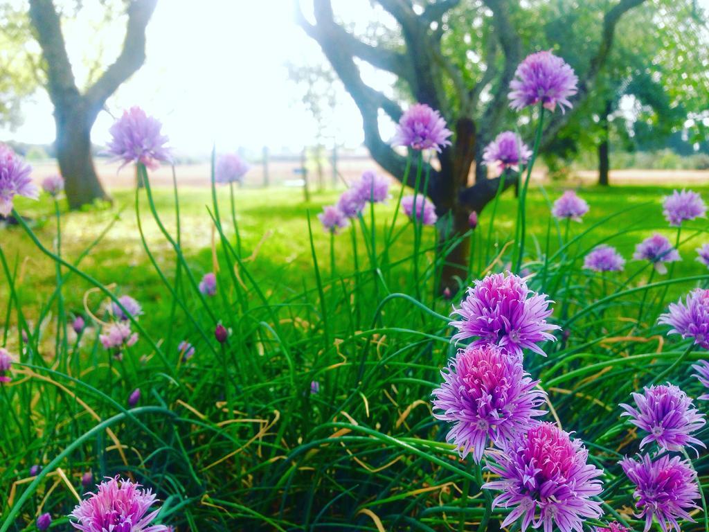 Agriturismo Terra Rossa Otranto Eksteriør billede