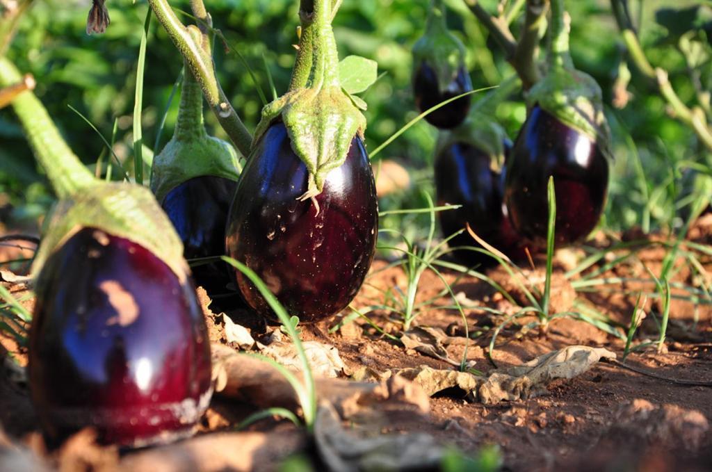 Agriturismo Terra Rossa Otranto Eksteriør billede