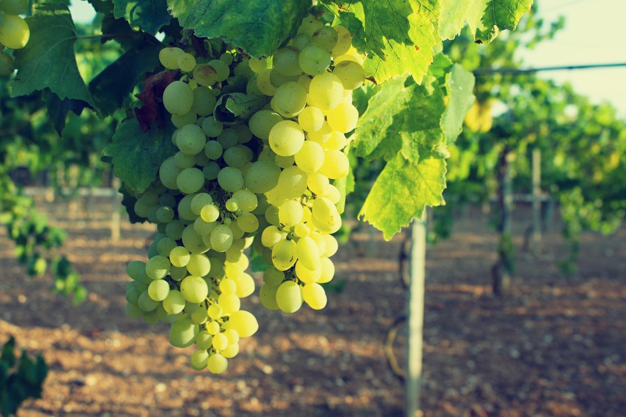 Agriturismo Terra Rossa Otranto Eksteriør billede