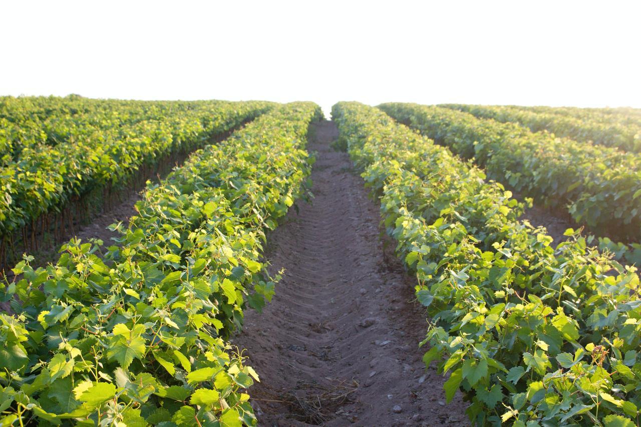 Agriturismo Terra Rossa Otranto Eksteriør billede