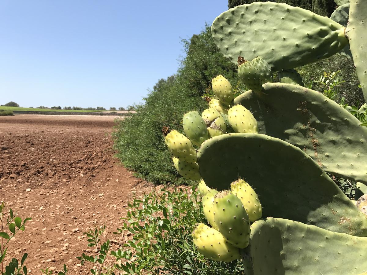 Agriturismo Terra Rossa Otranto Eksteriør billede